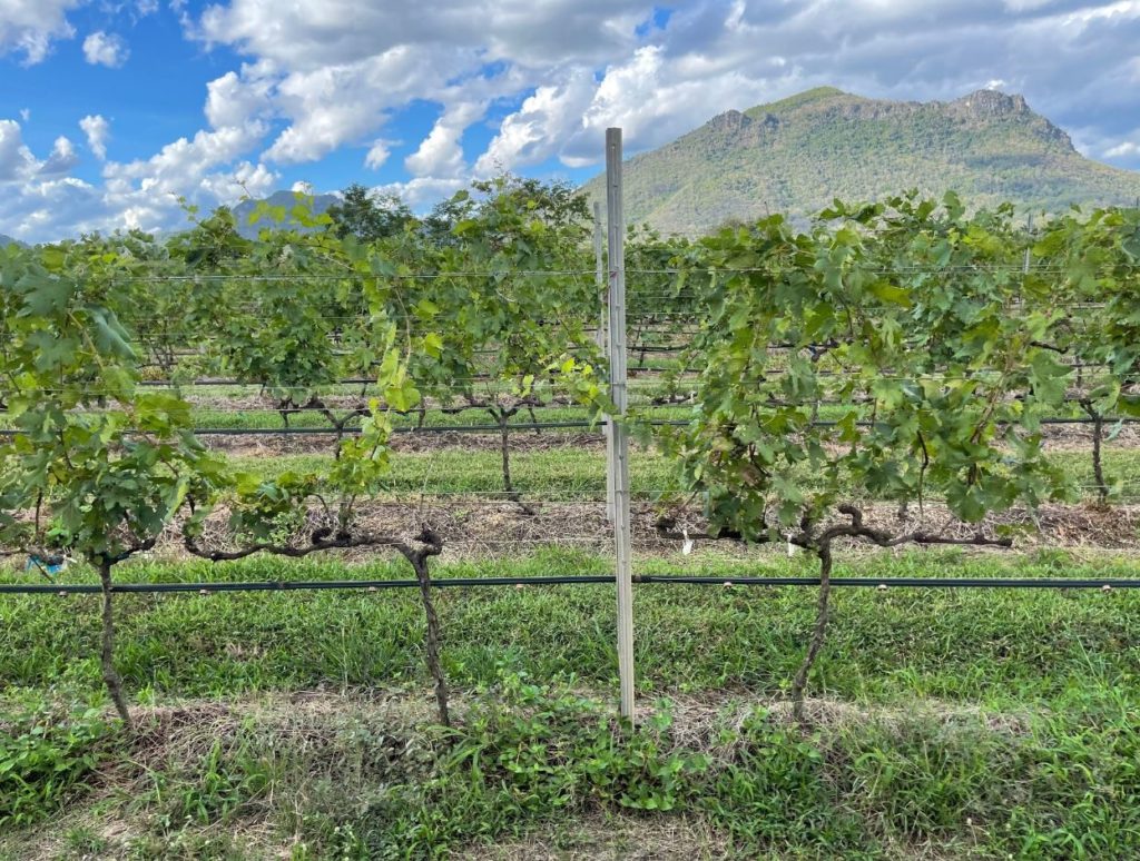 Valley views, Monsoon Valley Vineyard