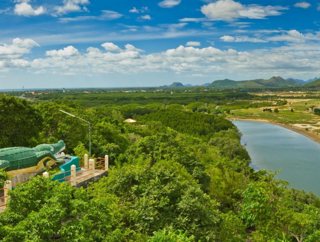 View of the mangroove forests