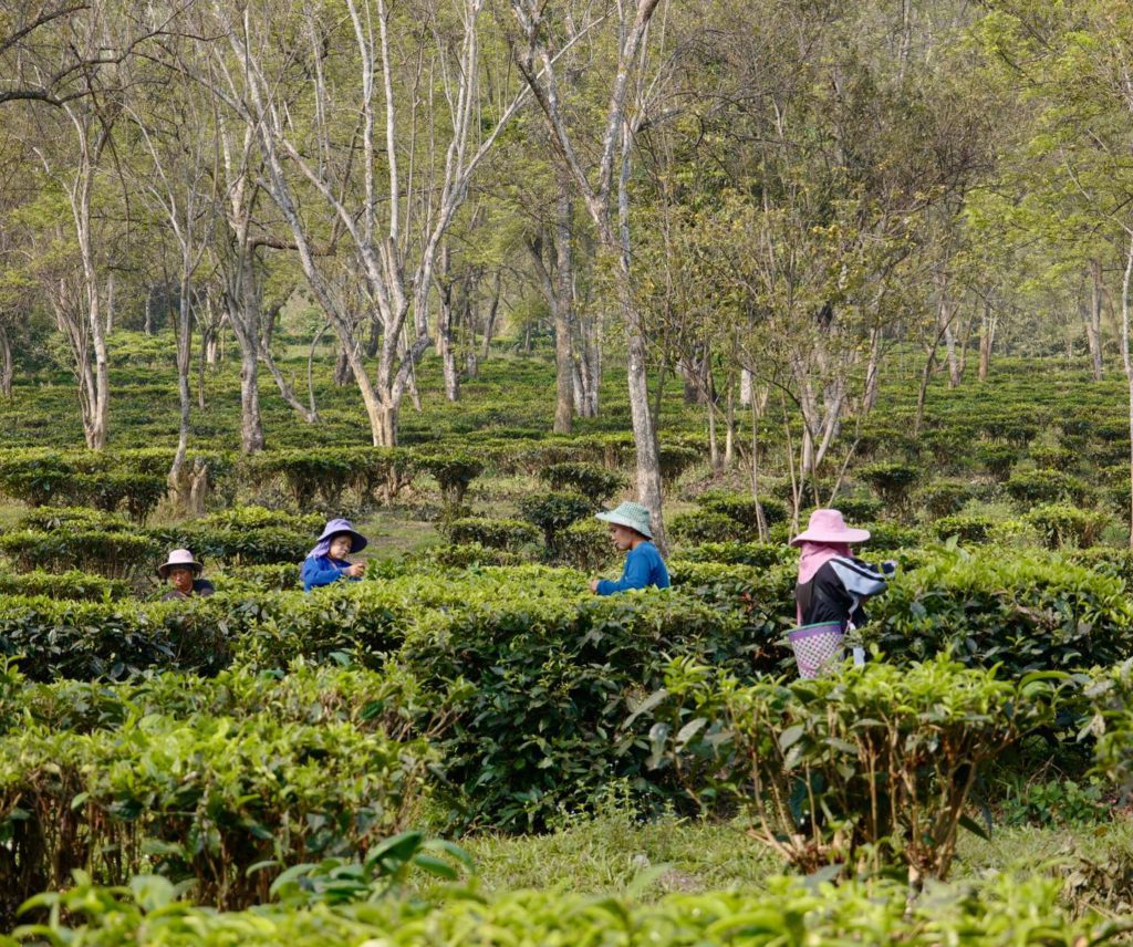 Araksa Tea Gardens, Chiang Mai