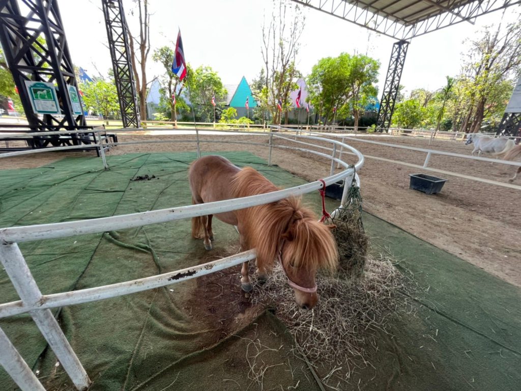 Ponies at Dutch Farm