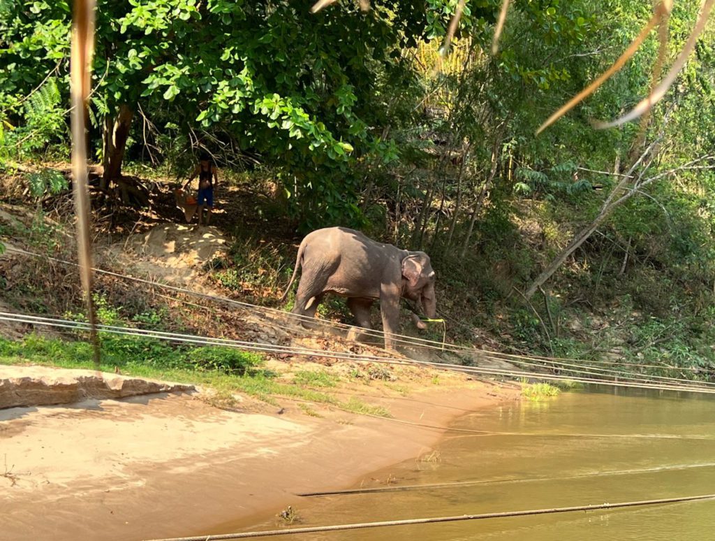 A pet elephant at the Floating Hotel