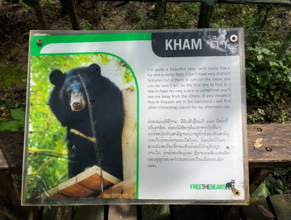 About Kham black asiatic bear
