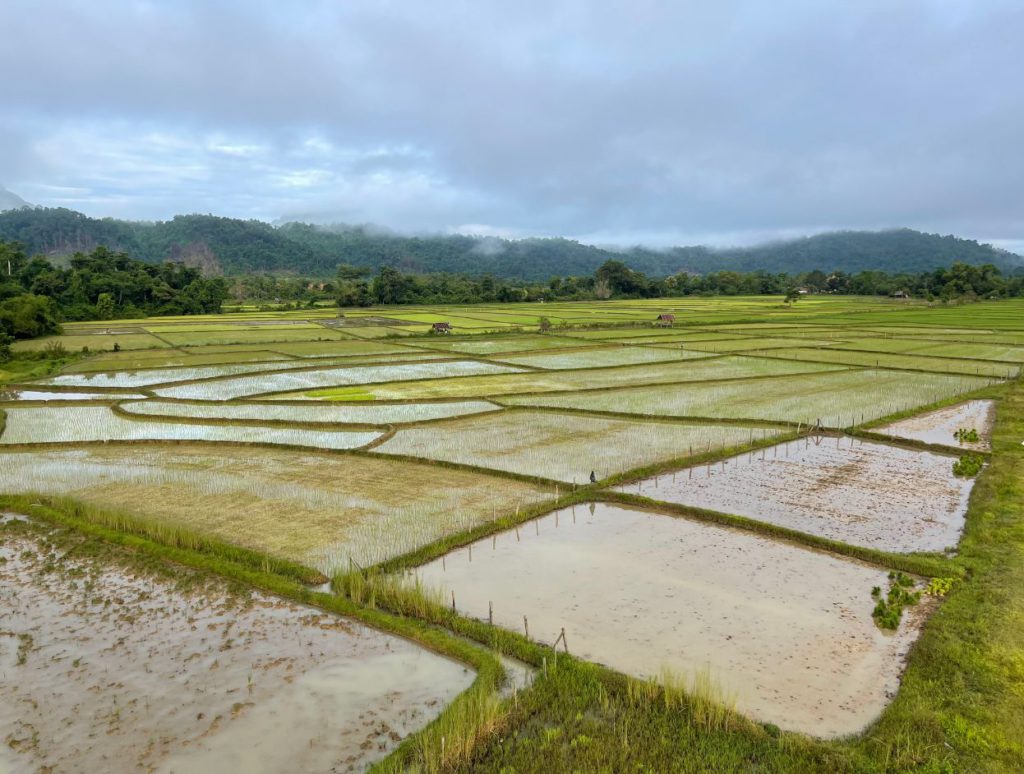 Paddy fields in July in Vang Vieng