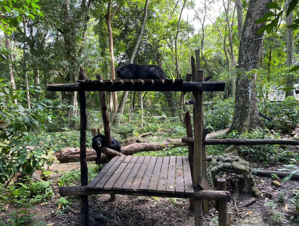 Rescued bear at That Kuang Si Bear rescue center