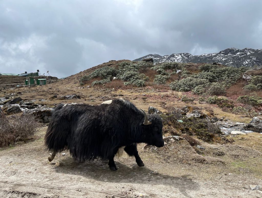 A furry yak near Bum La