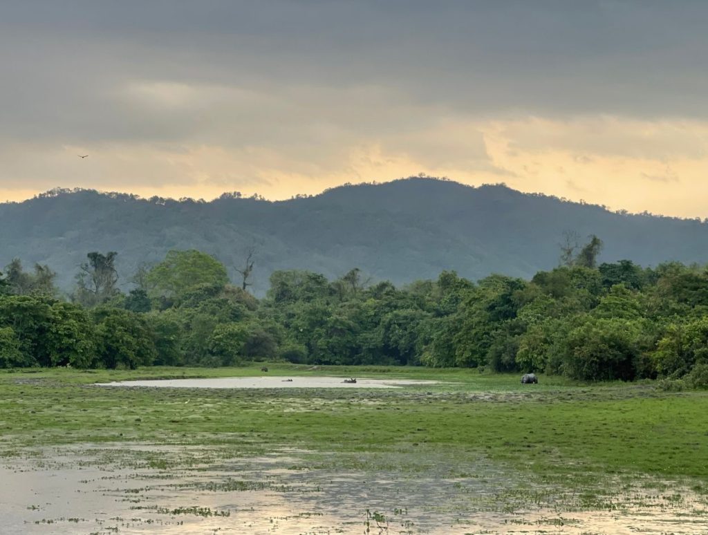 A rhinoceros in the distance chilling in the river with ears popping out