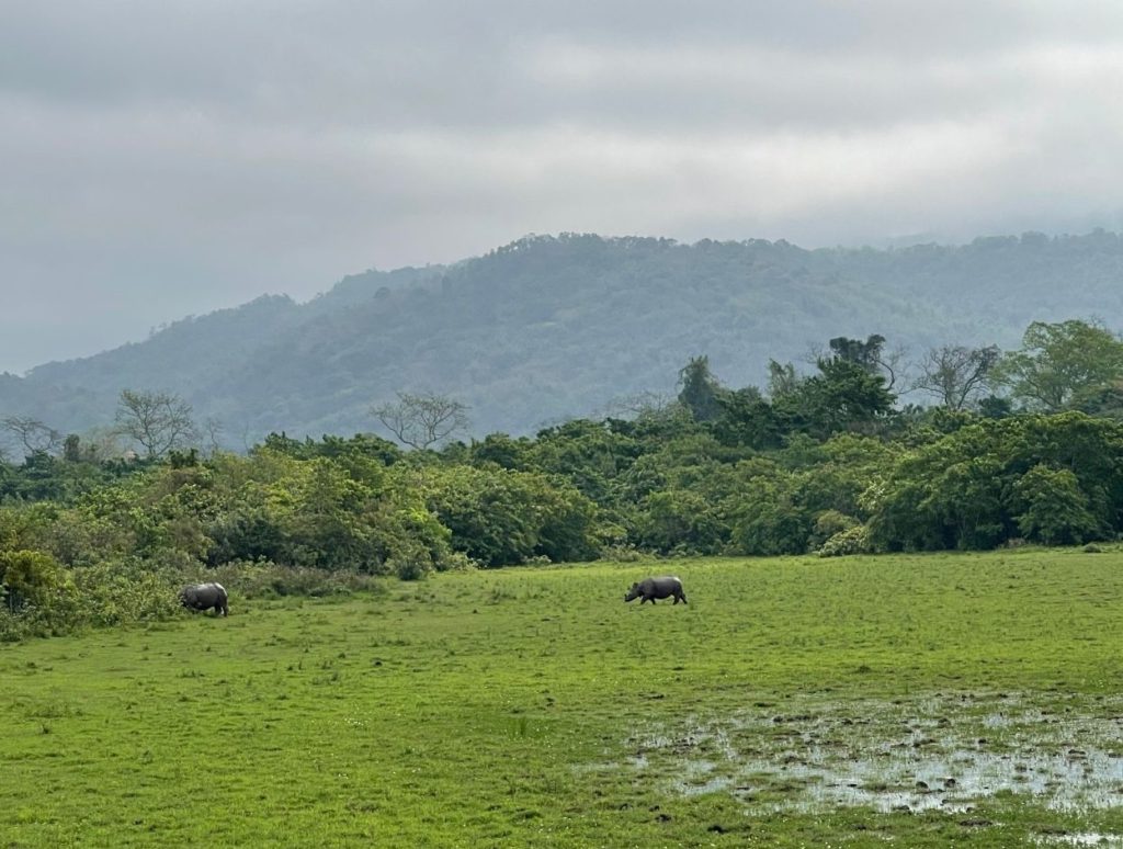 Animals strolling around the jungle