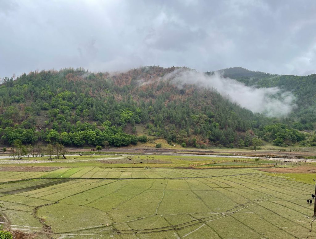 Beautiful green paddy fields in Sangti Valley
