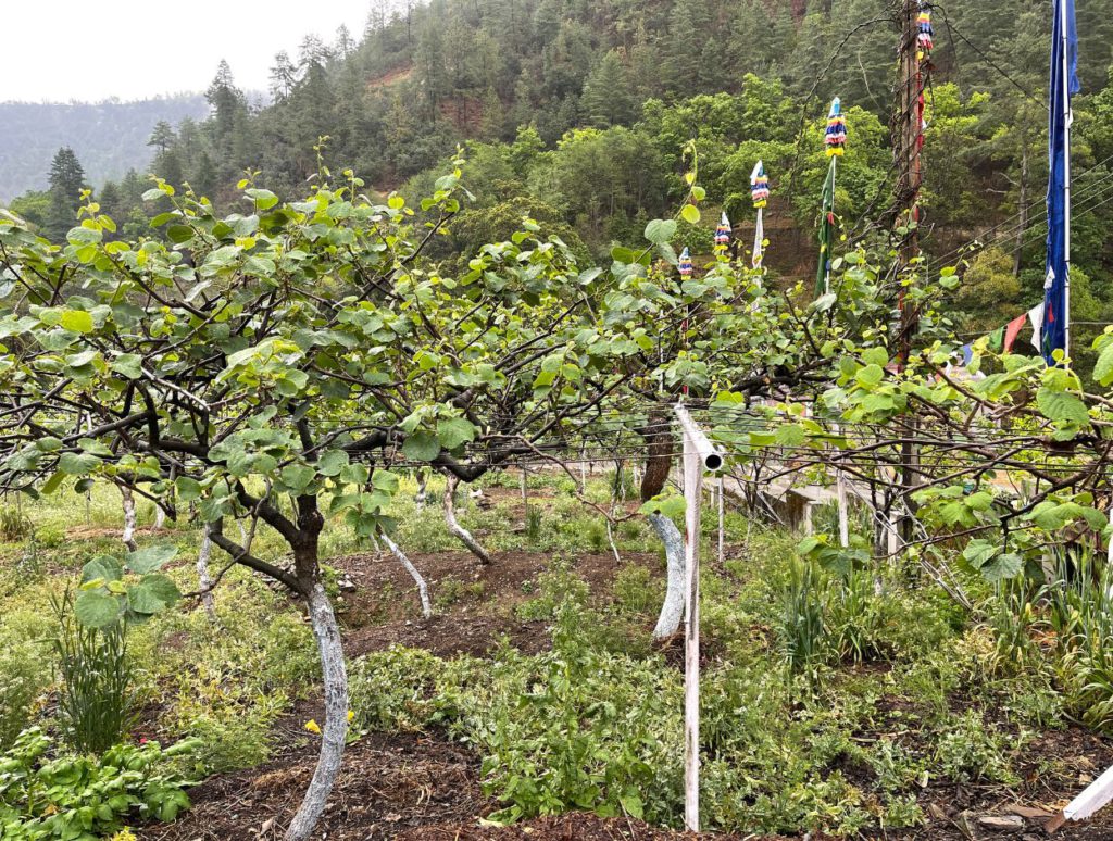 Kiwi orchard at Sangti Valley