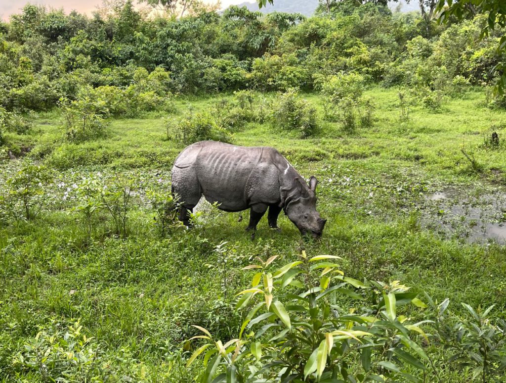 Spotting Rhinoceros in Kaziranga
