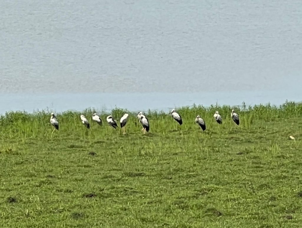 Spotting some birds in Kaziranga