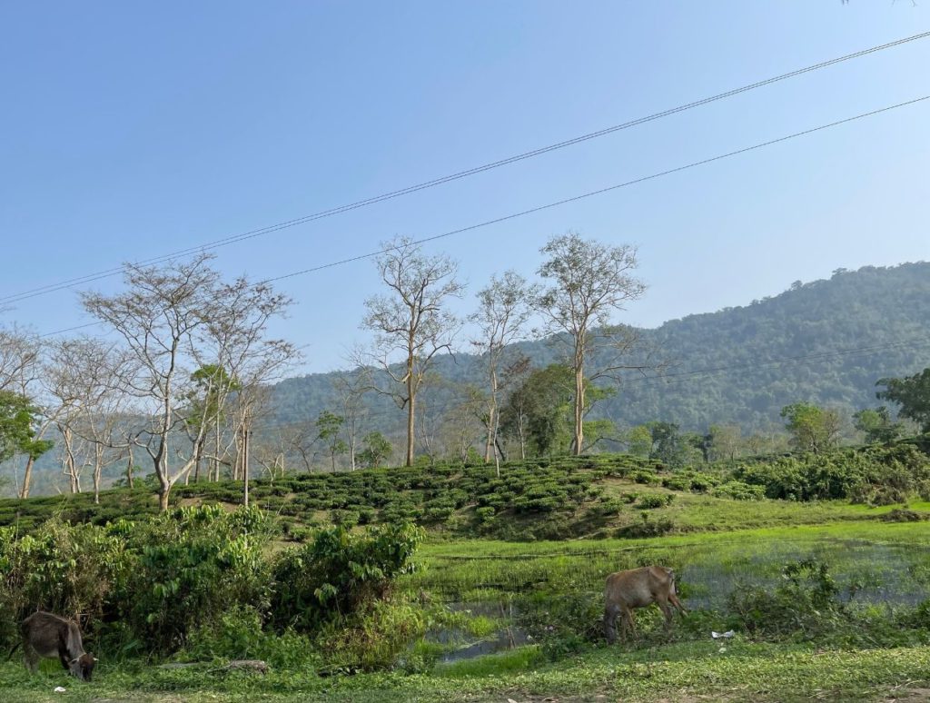 Tea Gardens inside Kaziranga