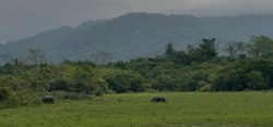 Travel to Kaziranga National Park