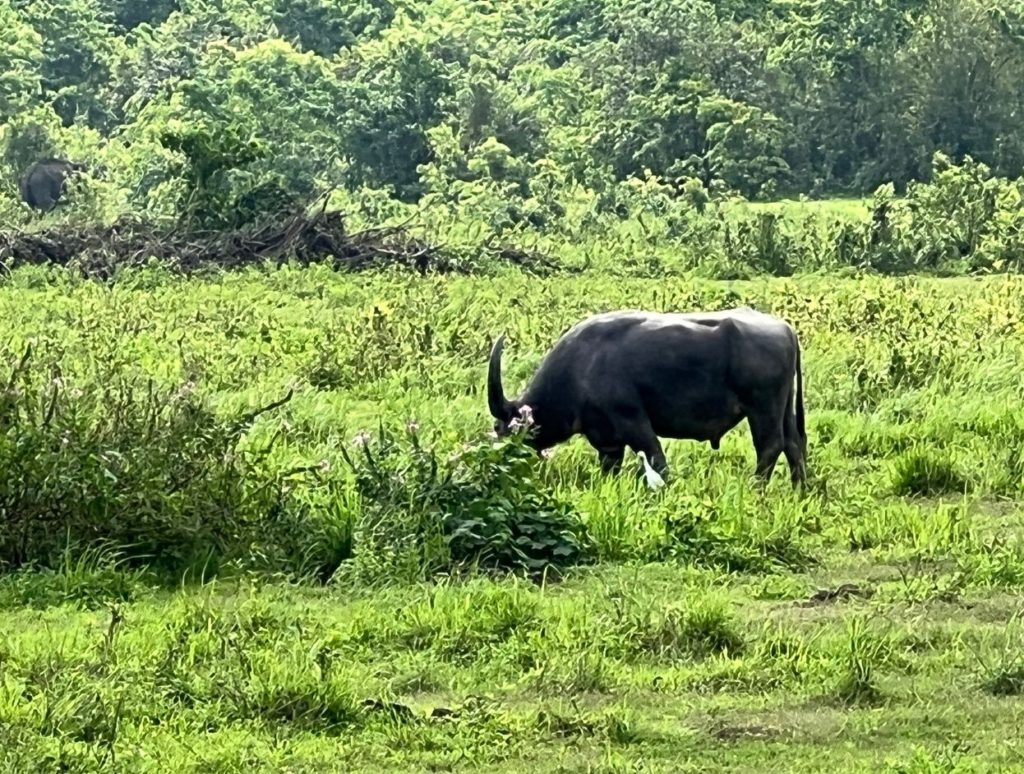 Zooming in on a water buffalo