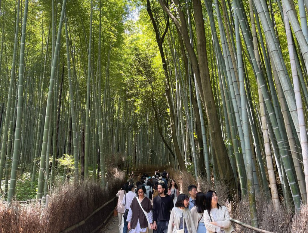 Arashiyama Bamboo Forest