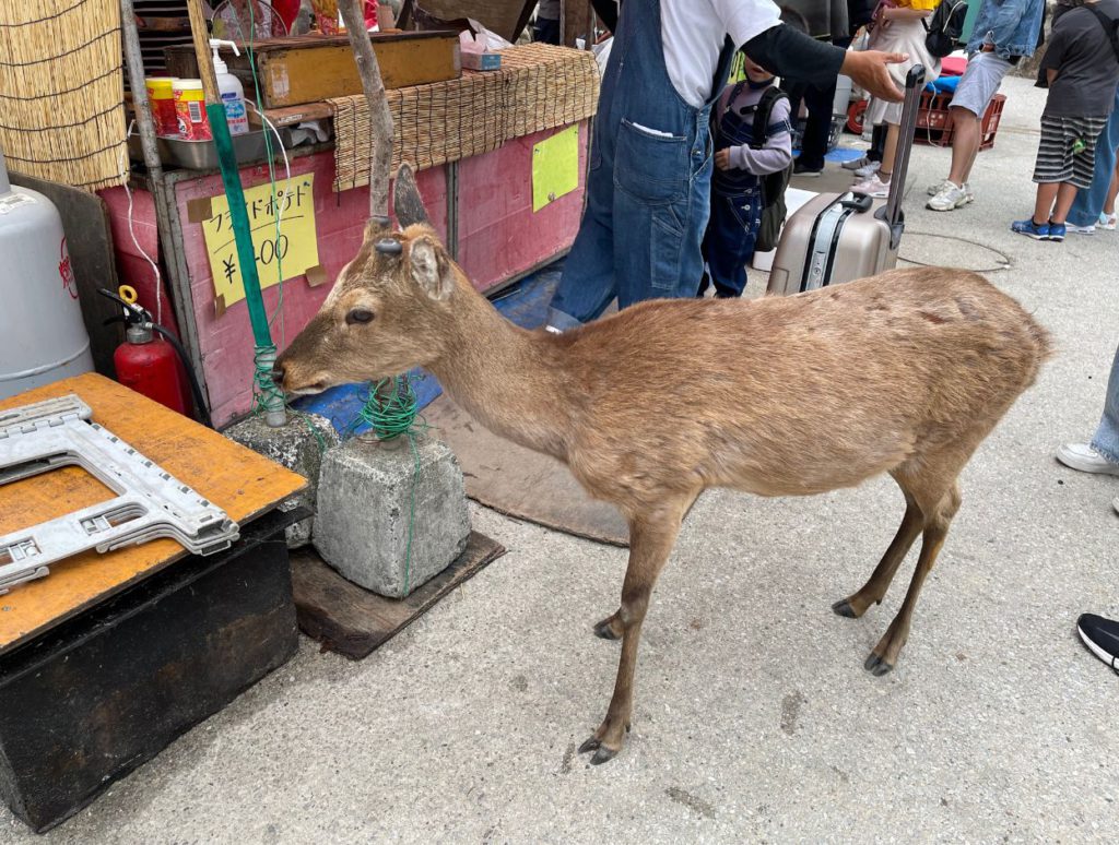 Deer on Miyajima island