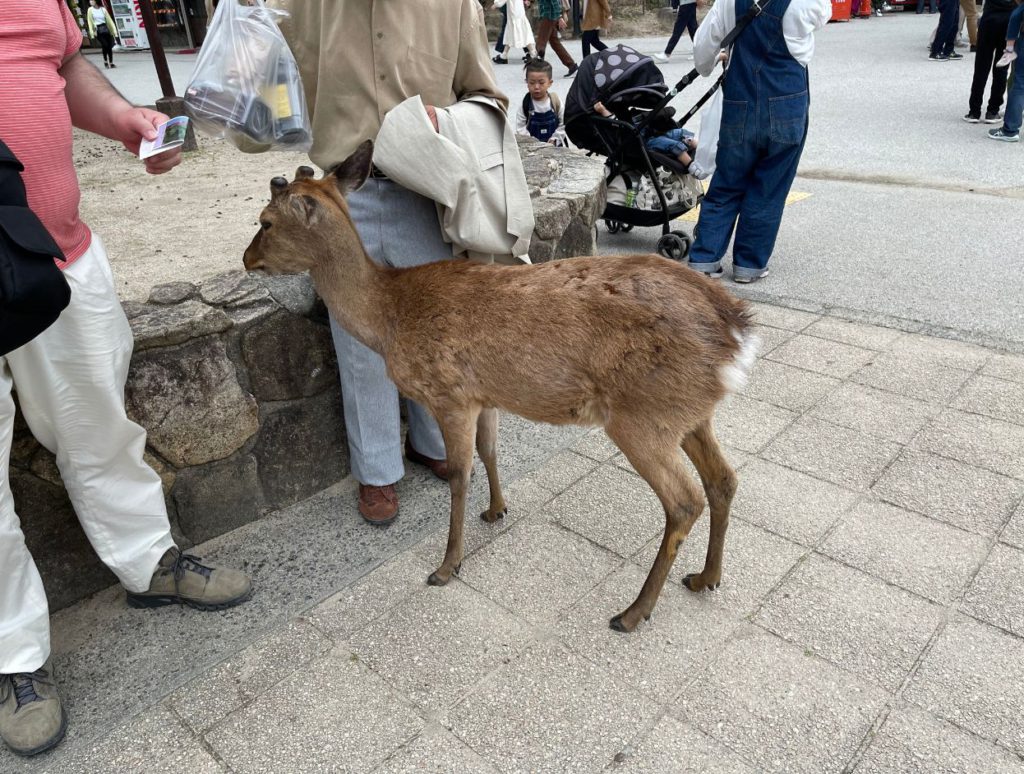 Hungry deer on Miyajima