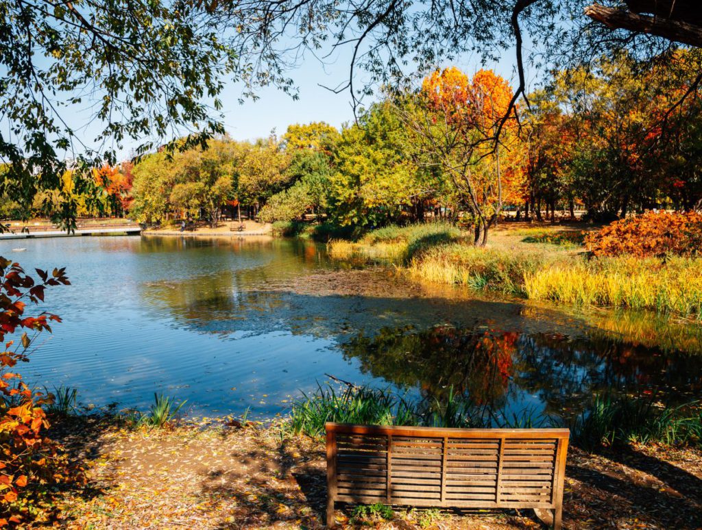 A peaceful pond inside Seoul Forest Park