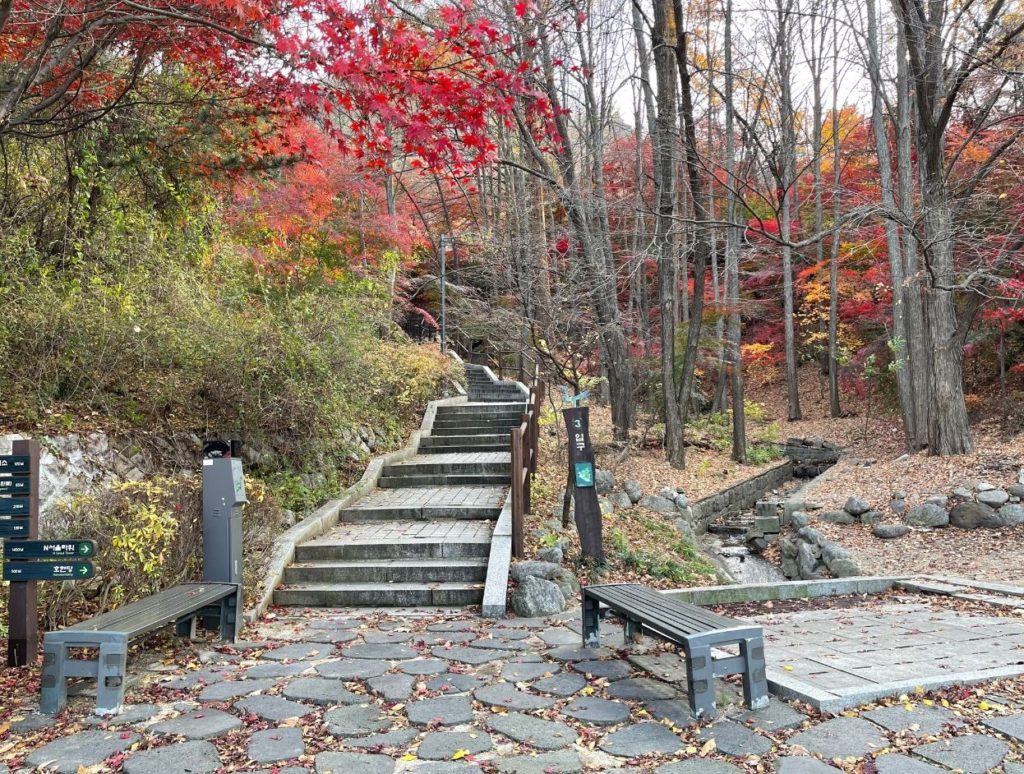 Walking inside Namsan Park