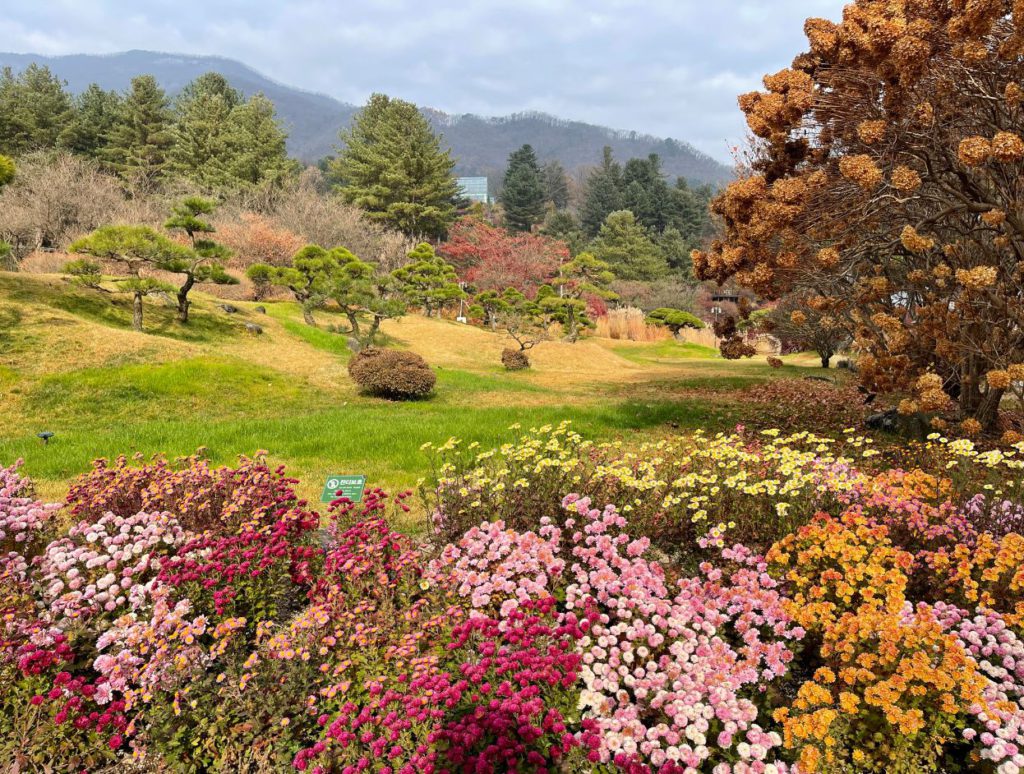 Beautiful flowers blooming in autumn