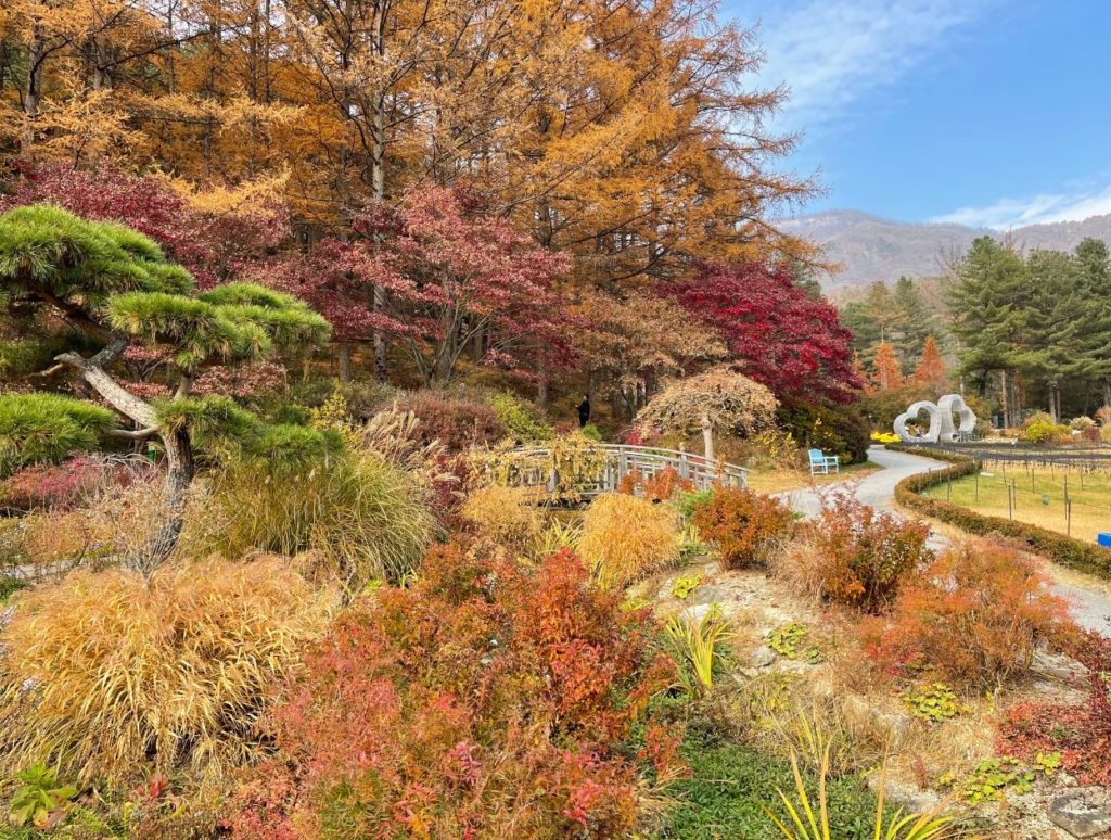 Garden blooming with autumn colours