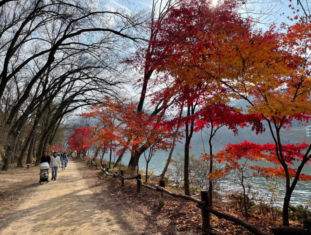 Lovely autumn trees at the shore