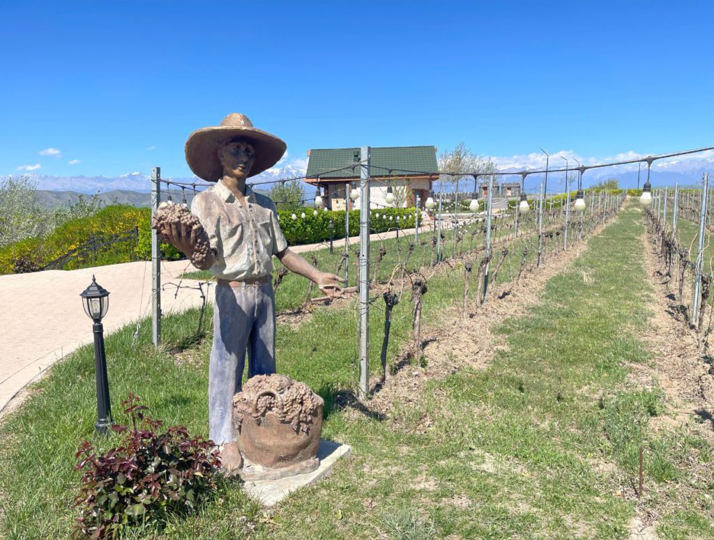 Savalan vineyard