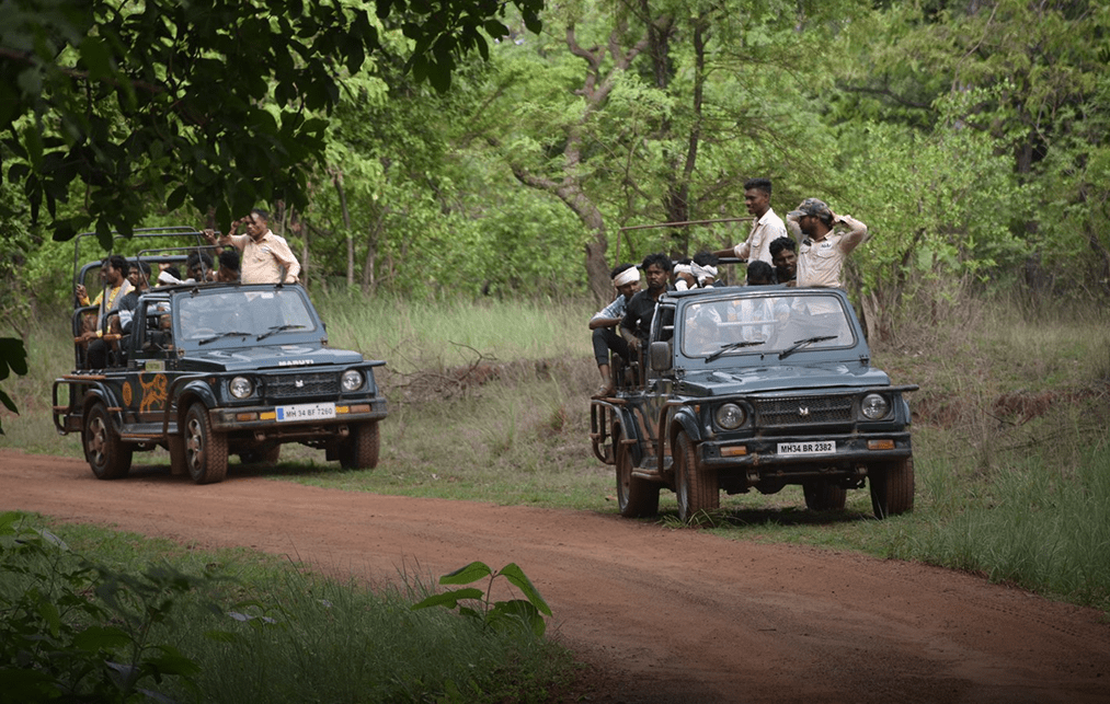 Jeep Safari at Pench National Park Jeep Safari at Pench National Park