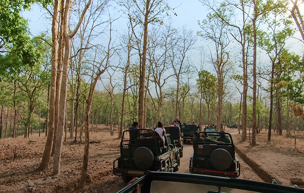 Safari ride at Pench National Park Safari ride at Pench National Park