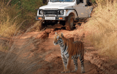 3 Days In Pench National Park: Here’s Exactly What to do Sighting tiger at Pench National Park