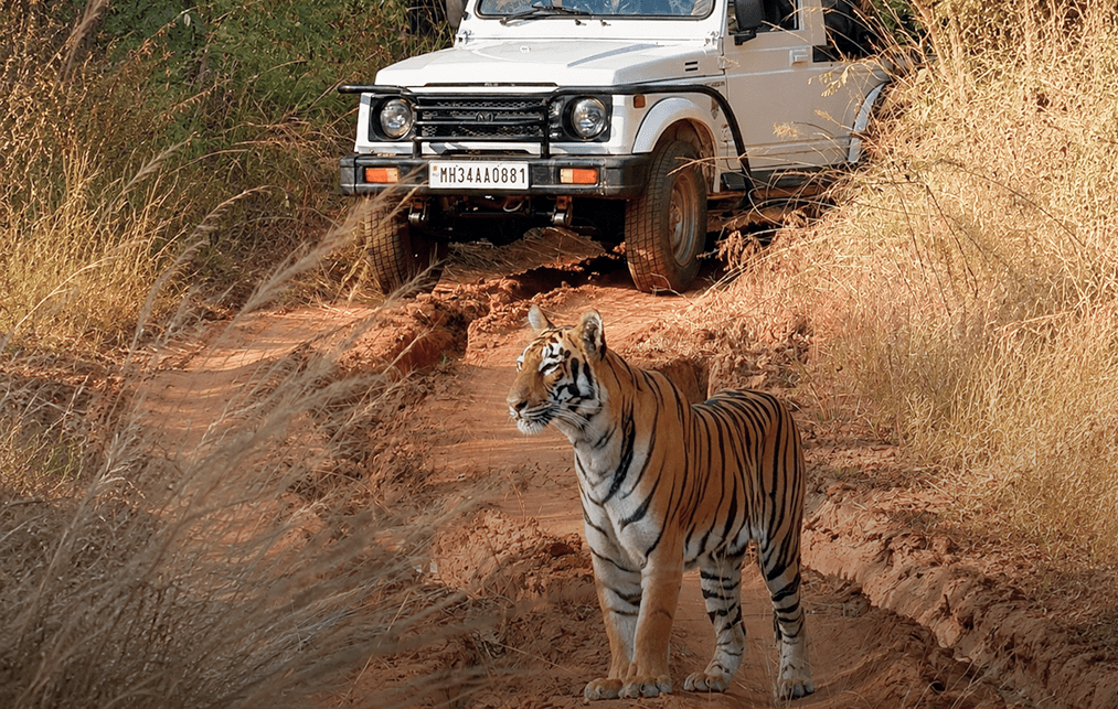 Sighting tiger at Pench National Park Sighting tiger at Pench National Park