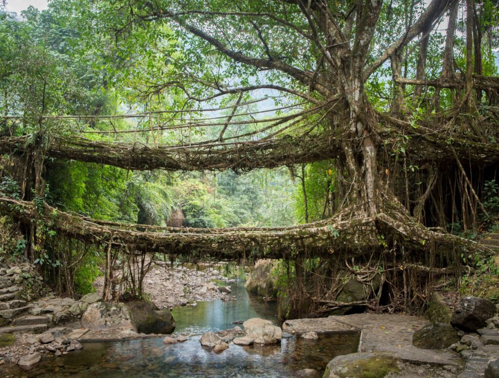 Double decker root bridge Double decker root bridge